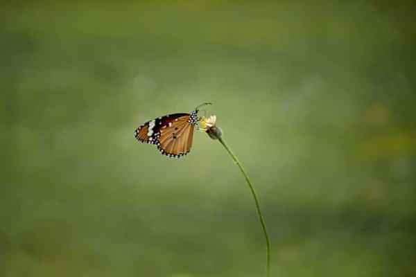 Migration des papillons : un phénomène naturel spectaculaire