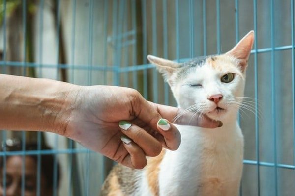 Sélectionner un antiparasitaire efficace pour votre chat