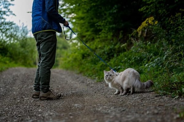 Comment choisir le bon harnais pour emmener son chat en promenade ?