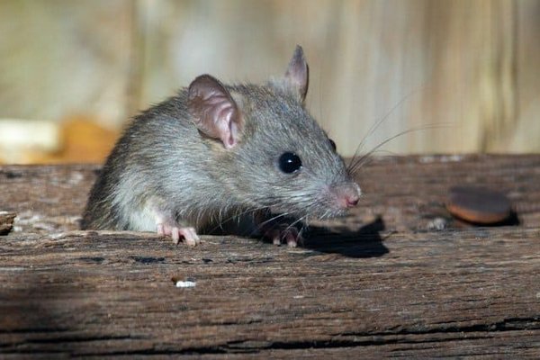 Comment socialiser un rat domestique avec d'autres animaux de compagnie ?