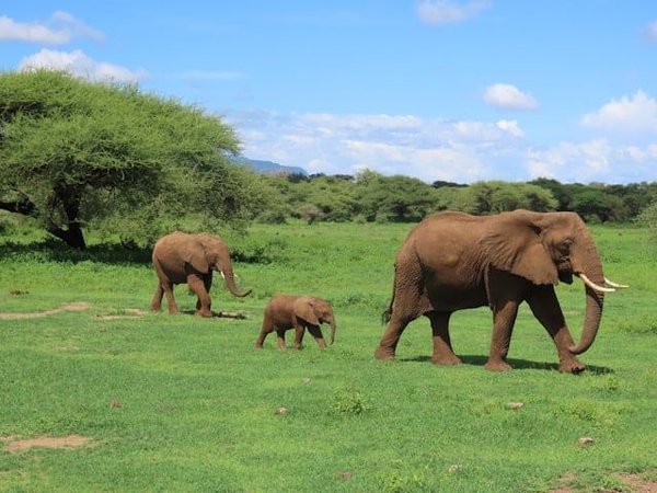 Comment les éléphants africains se protègent-ils du soleil brûlant ?