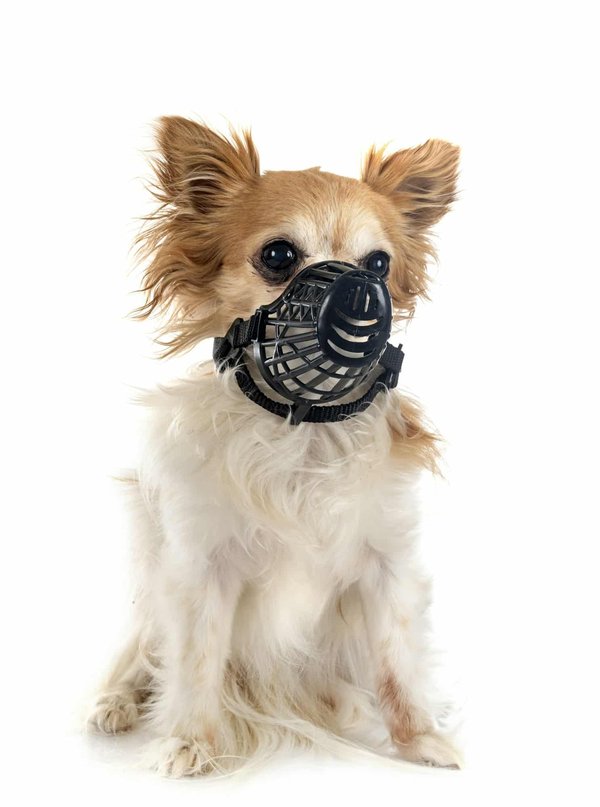 Comment gérer l'agressivité des petits chiens âgés ?